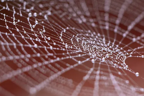 Spider web angle This macro photograph captures a spider’s web covered in water droplets, taken on a winter morning. The web’s delicate structure is shown at an angle, with each thread adorned by moisture that reflects the soft ambient light, suggesting early daylight. The background is blurred, with no distinguishable features, emphasizing the intricate details of the spider’s web and the spherical water droplets suspended on it. The image is a fine example of still life photography, focusing closely on the natural patterns formed by the web and droplets in a calm winter environment.